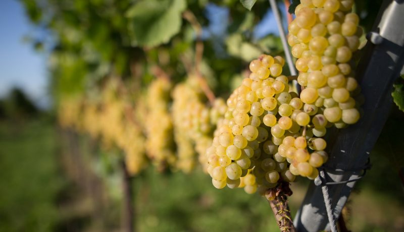 Winzergenossenschaft Bötzingen Rebstock