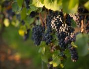 Winzergenossenschaft_Bötzingen_rote_Weintrauben_Reben Reben in Bötzingen Spätburgunder