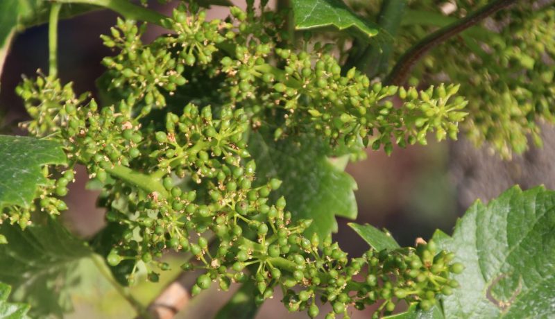 Beeren