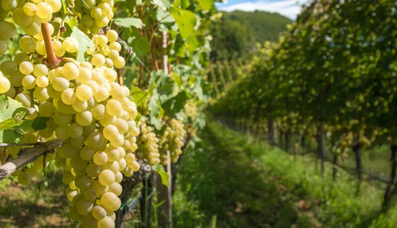Müller Thurgau
