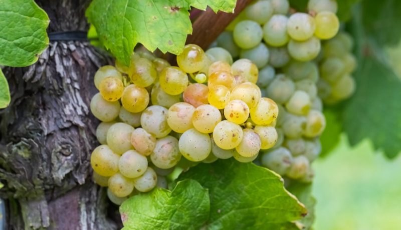 Riesling