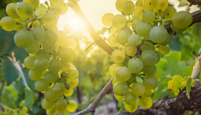 Silvaner
