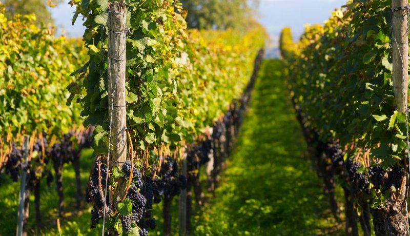 Wein7