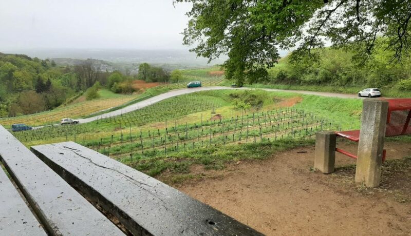Weinwanderung12