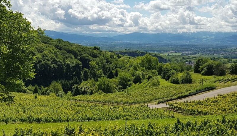 Weinwanderung17