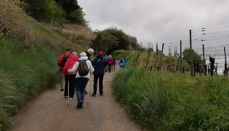 Weinwanderung2