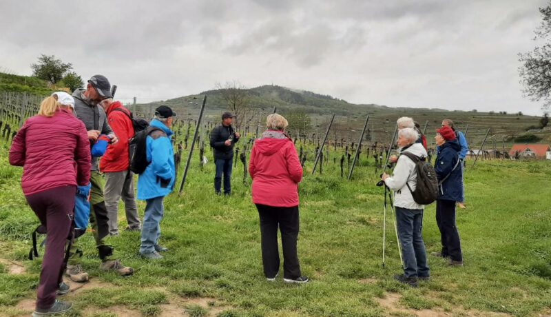 Weinwanderung3