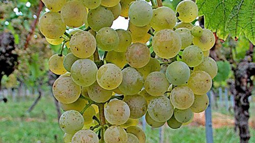 Sauvitage1
