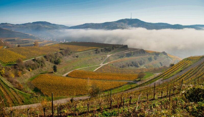 Autumn,Fog,In,The,Kaiserstuhl,Area,In,Germany